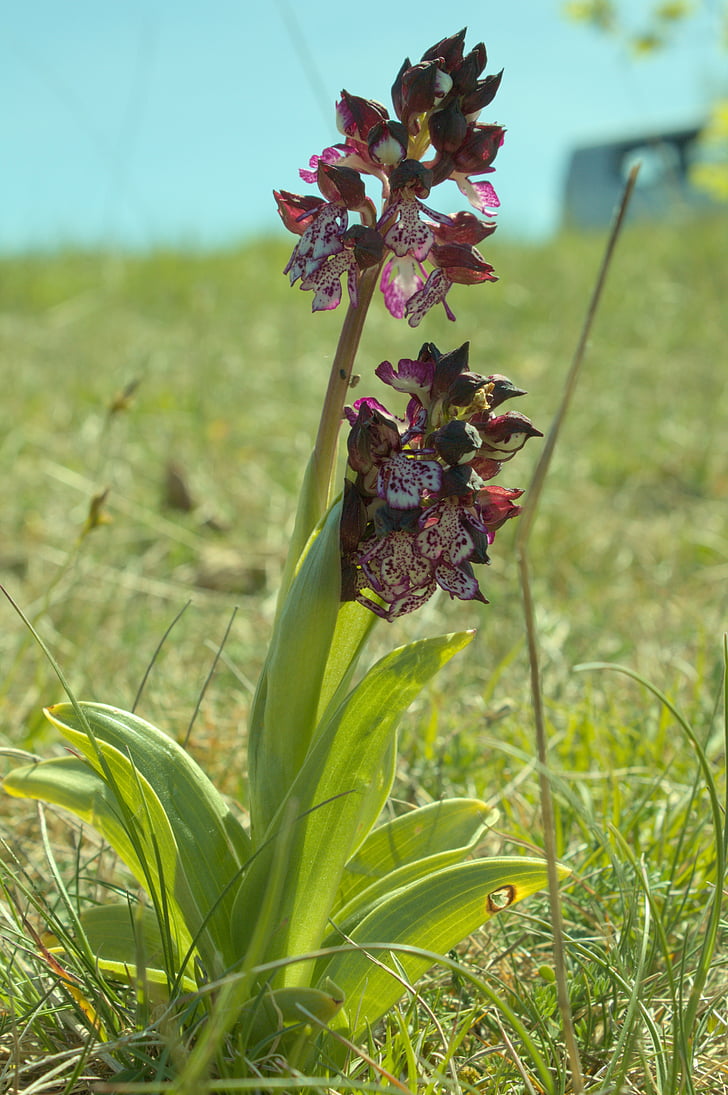 Orchid, Aveyron, blomst, forår