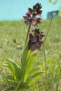 Orchid, Aveyron, blomst, våren