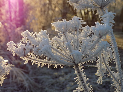 Frost, Beyaz, buzlu, kristal oluşumu, Şube, donmuş, doğa