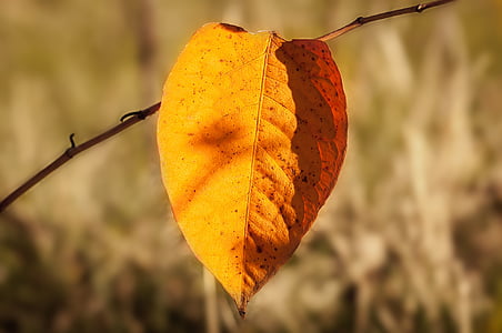 秋天, 叶, 自然, 张黄色的纸, 秋天的叶子, 叶子, 秋天的落叶