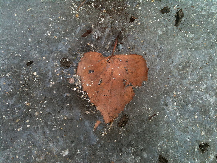 heart, leaf, frozen, cold heart, relationship, ice, icy