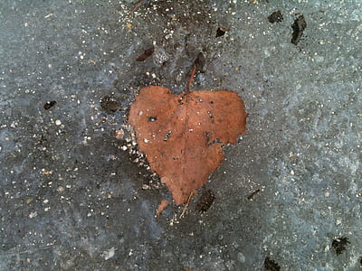 sirds, Leaf, saldēti, aukstu sirdi, attiecības, ledus, ledus