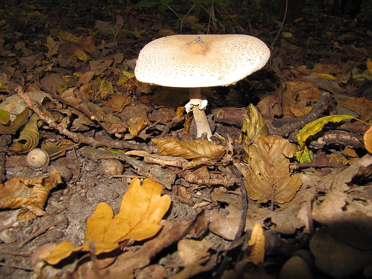 hutan, jamur, musim gugur, pada musim gugur, alam, jamur, jamur