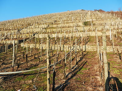 wijngaard, Neckar, zonnige, maart, vegetatie kalm, terrassen, droge steenmuren
