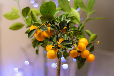 bonsai, citrusa, agrumi, Krupni plan, hrana, voće, patuljasta naranča