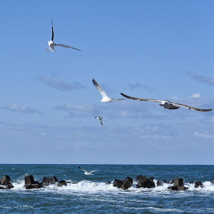 eläinten, taivas, pilvi, Sea, Beach, Aalto, Sea gull
