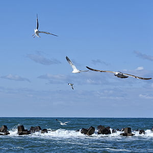animal, sky, cloud, sea, beach, wave, sea gull