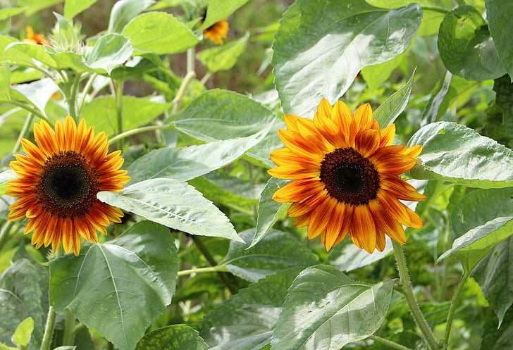 sunflowers, decorative, nature, flowering, summer, vegetation, foliage