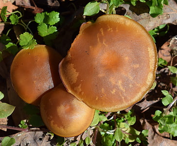 hnědé vzorované houby, houby, Příroda, brzy na jaře, závod, Lesní půda, houby