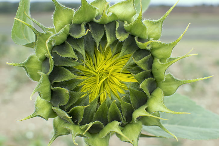 sunflower, sunflower bud, blossom