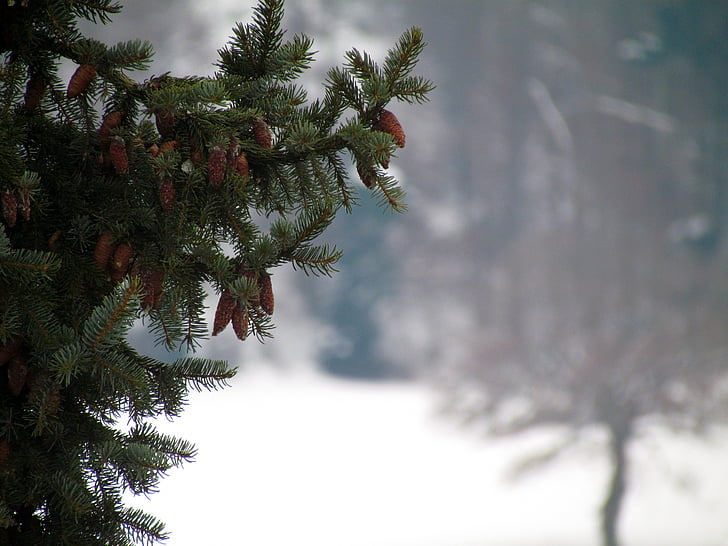 fir, branch, winter, needles