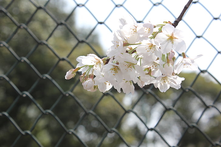 fleur de cerisier, court de tennis, barre de réseau, printemps, brillant