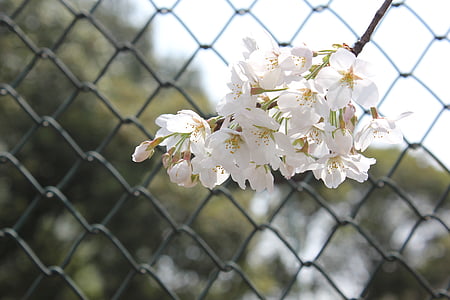 fiore di ciliegio, campo da tennis, barra di rete, primavera, brillante