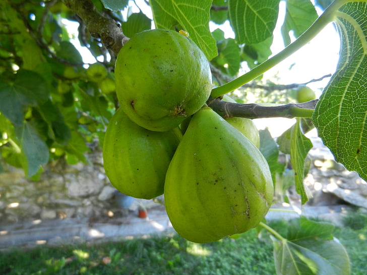 figues, fruita, Figuera