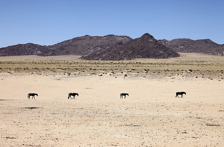 Namibija, dykuma, smėlio, arkliai, gyvūnai, karavanas, Vienatvė