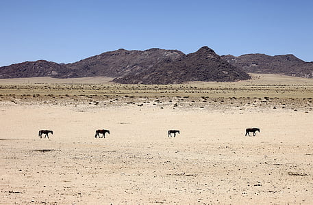 Namibia, Desert, nisip, cai, animale, Caravana, singurătate