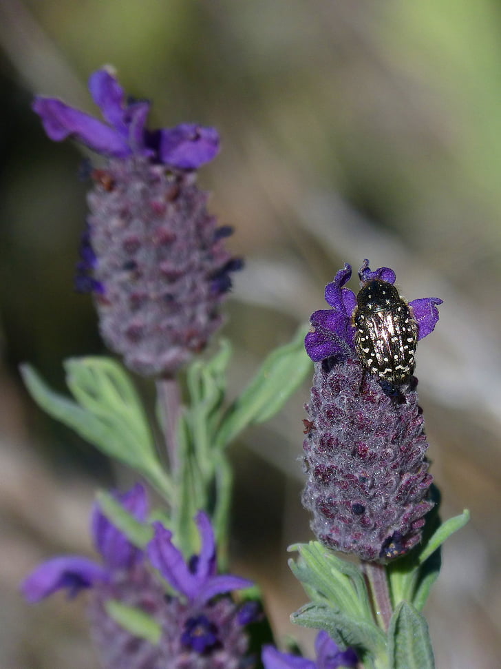 Oxythyrea funesta, lavendel, skalbagge, Coleoptera, blomma, Libar, naturen