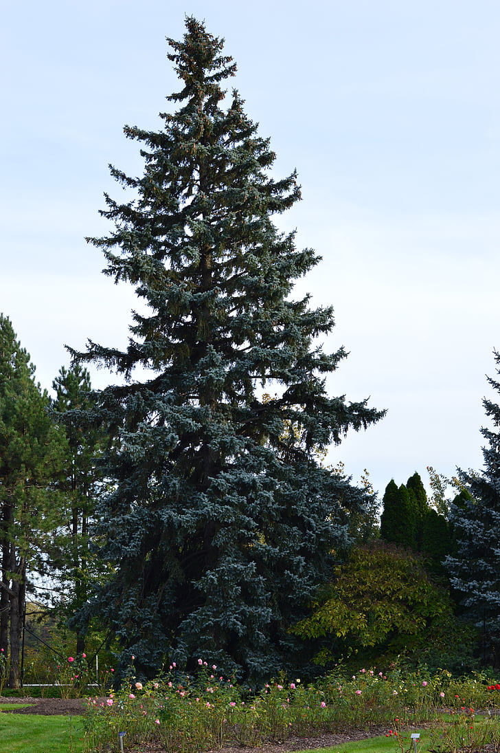 träd, spruce, Evergreen, FIR, Pine, jul, Holiday