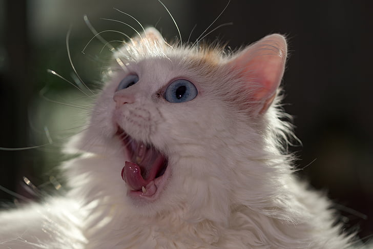 gato, sorprendido, ojos grandes, ojos, van Turco, vankatt, gato van Turco