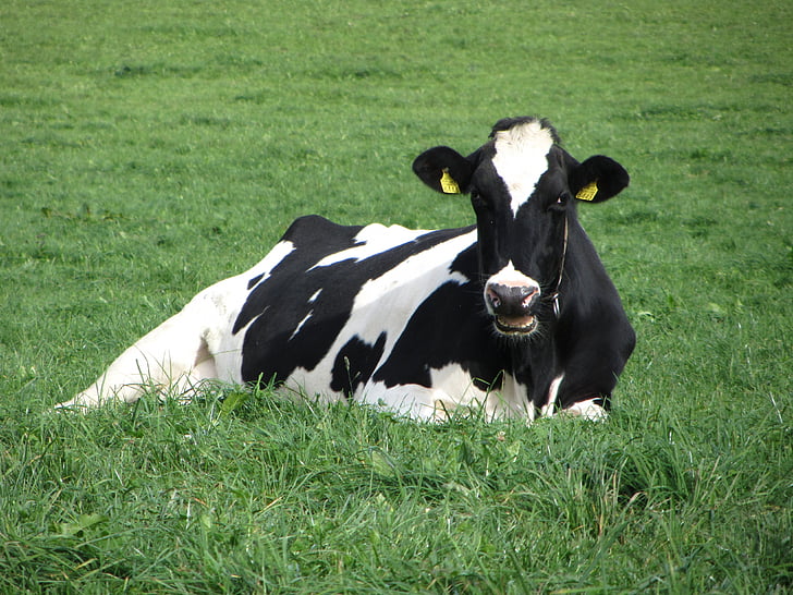 cow, black, white, grass, green, meadow