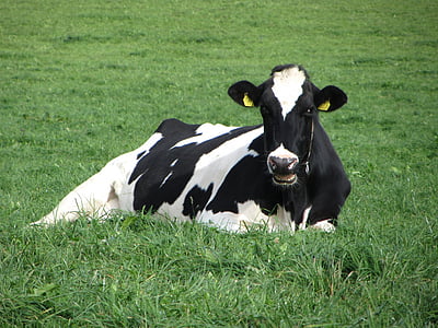 sapi, hitam, putih, rumput, hijau, padang rumput