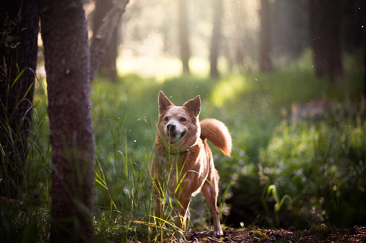 adorable, animal, canine, cute, dog, grass, outdoors