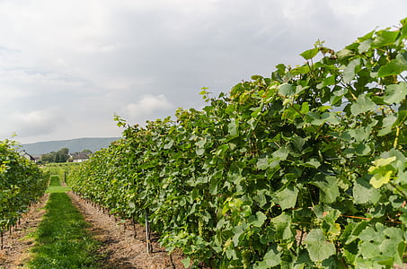 vin, vignoble, vignes, viticulture, nature, raisins, paysage