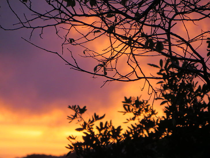 sunset, silhouette, trees, garden