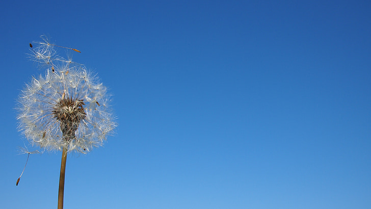 dandelion, the spore, the wind, plant, flower, blue sky, nature