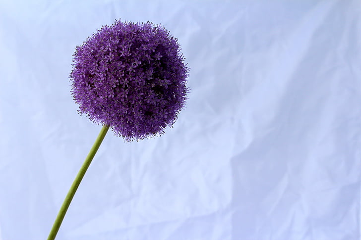 allium, purple, ball, flower, close, blossom, bloom