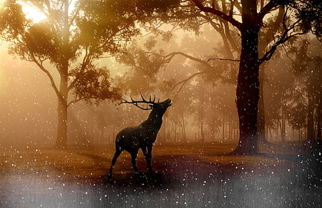 Orman, Hirsch, vahşi, günbatımı, aydınlatma, kar taneleri