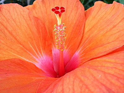 Orange hibiscus, blomma, naturen, ståndare