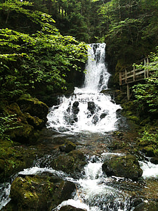 erdő, Dickson falls, új-brunswick, levelek, moha, vízesés, sziklák