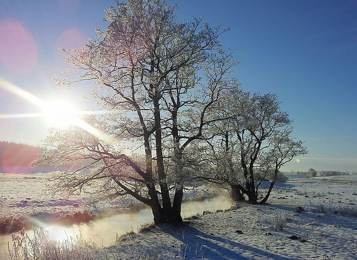 winter, RIM, natuurlijke, ansager, landschap, hout, Frost