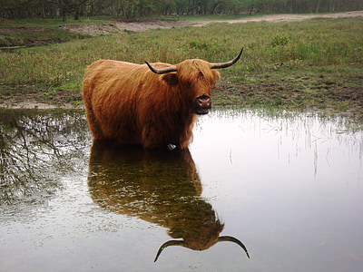 karvė, ragai, vandens, veidrodis, kopos, Gamta, kraštovaizdžio