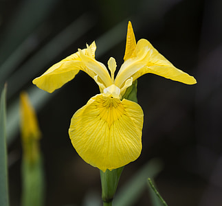 gele iris, groei in water rand, zeldzame