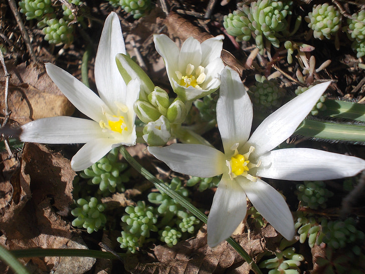white, flowers, spring, flower, nature