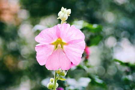 mallow, stock rose, pink, hollyhock flower, summer, garden