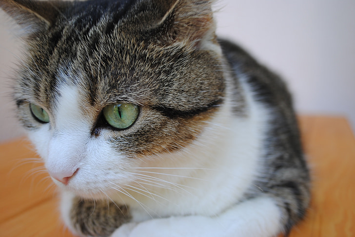 animal, cat, pet