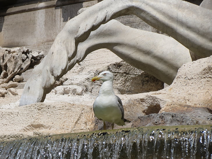 Fontana, di, Trevi, Fontana di Trevi, Roma, Itália, Gaivota