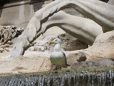 Fontana, di, Trevi, fontána di Trevi, Řím, Itálie, Racek