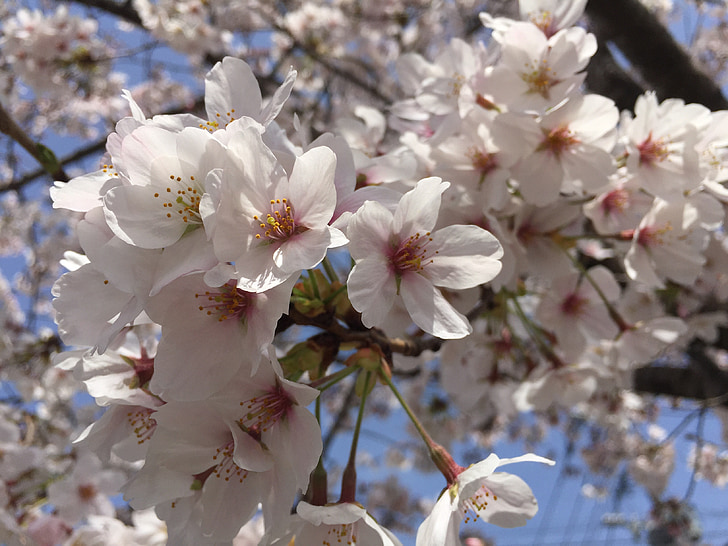 čerešňa, kvety, Japonsko