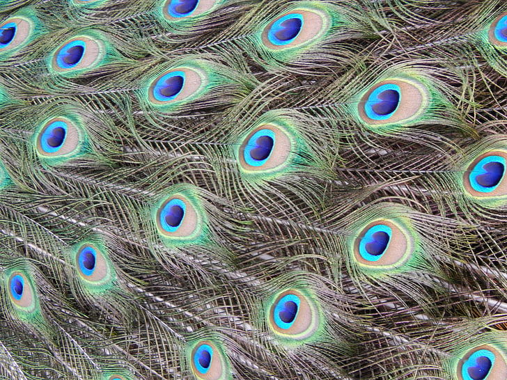 peacock, animal, zoo, brka, feather