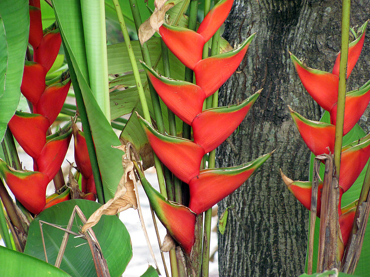 Heliconia, lill, loodus, Flora, Aed, kevadel