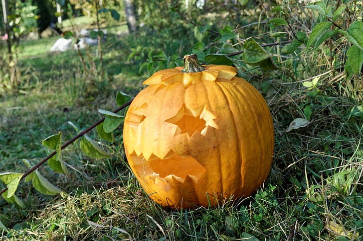 pumpkin, halloween, nature