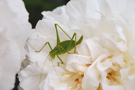 natural, grasshopper, white flower, insects, green