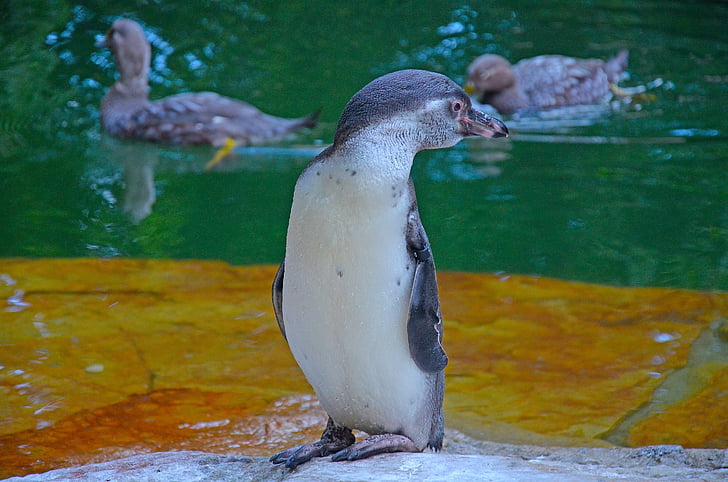 birds, penguin, zoo, bird