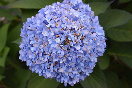 hortensia, fleur, bleu, pédale, nature, flore, Blossom
