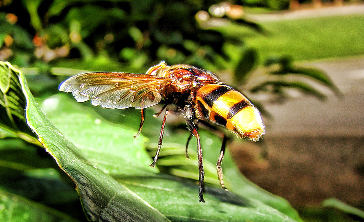 WASP, hmyz, žlutá saka, Sting, Příroda, list, včela
