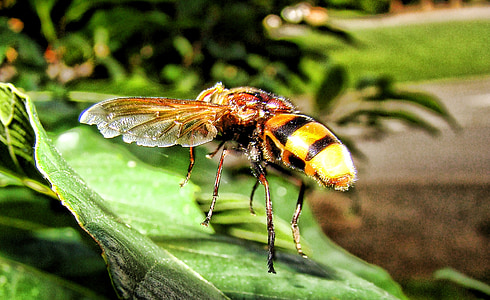 Vespa, insecte, jaqueta de color groc, picada, natura, fulla, abella